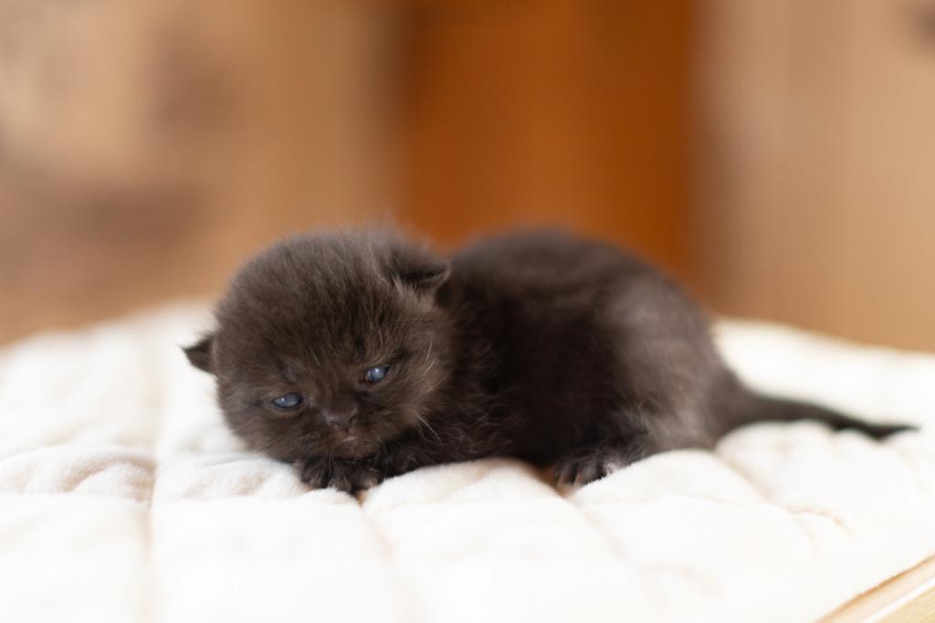 Bea Babies photo 16