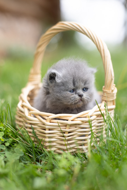 Bea Babies photo 12
