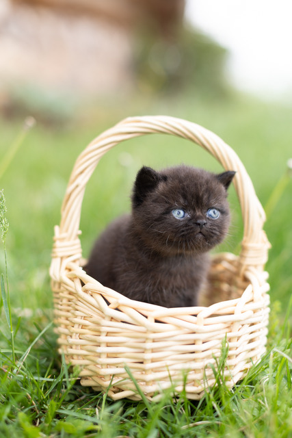 Bea Babies photo 1