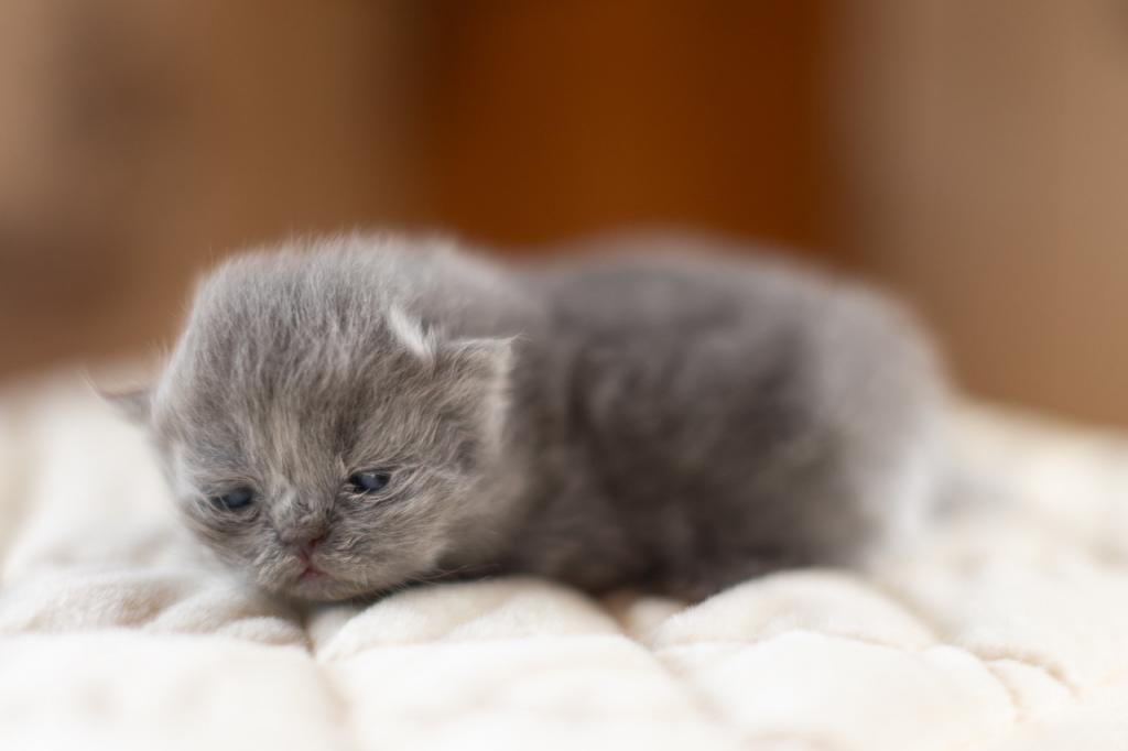 Bea Babies photo 14