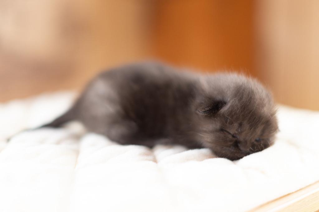 Bea Babies photo 15