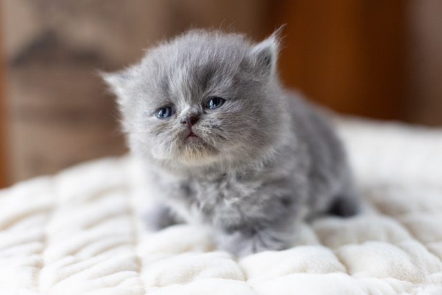 Bea Babies photo 11
