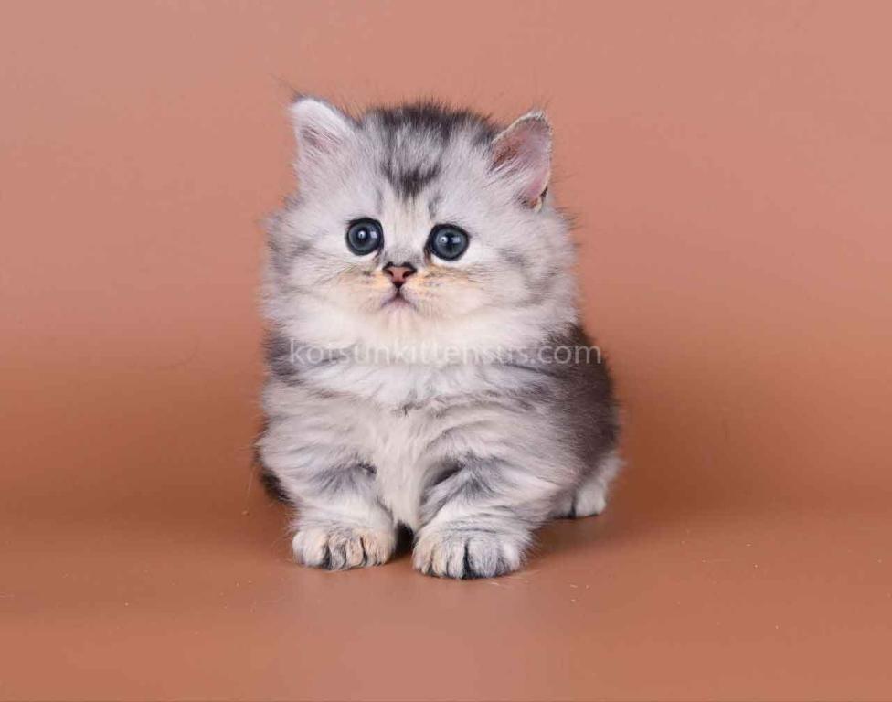 Ira Munchkin Baby Girl Silver Ticked Short Legs photo 2