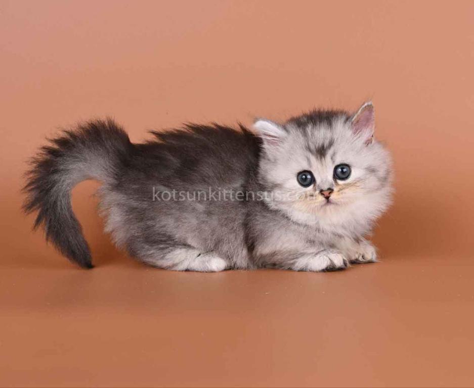 Ira Munchkin Baby Girl Silver Ticked Short Legs photo 6
