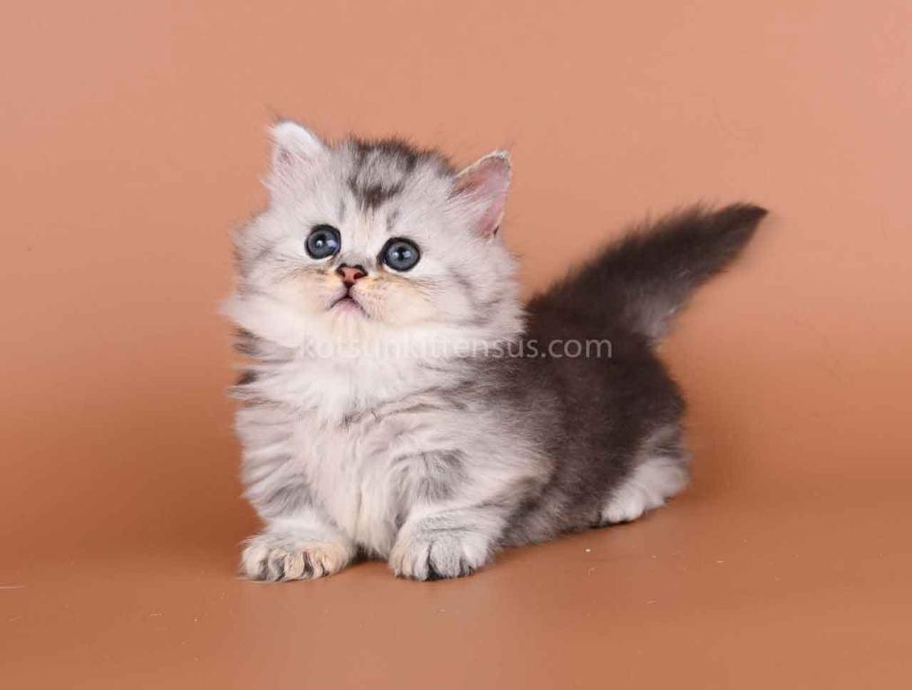 Ira Munchkin Baby Girl Silver Ticked Short Legs photo 5