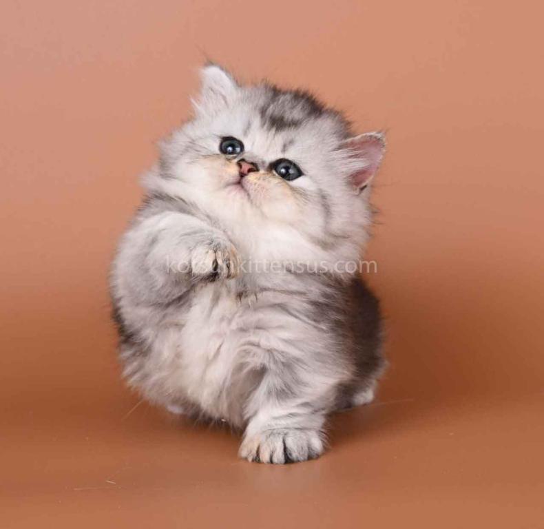 Ira Munchkin Baby Girl Silver Ticked Short Legs photo 7