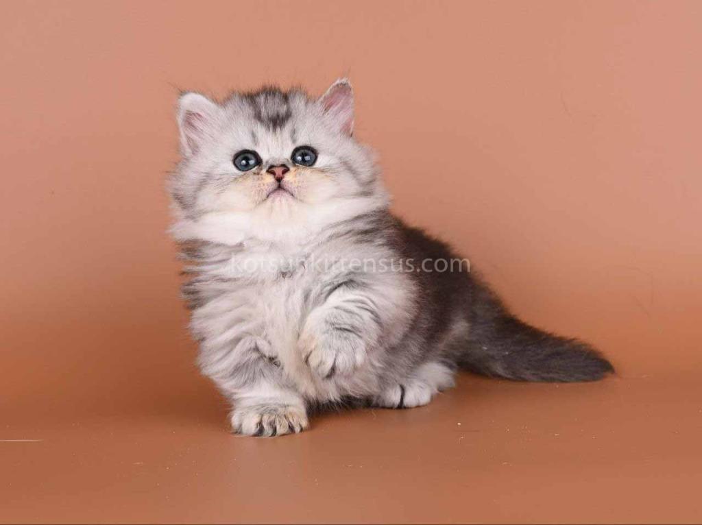 Ira Munchkin Baby Girl Silver Ticked Short Legs photo 4