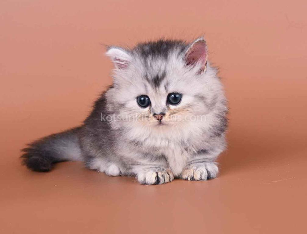 Ira Munchkin Baby Girl Silver Ticked Short Legs photo 1