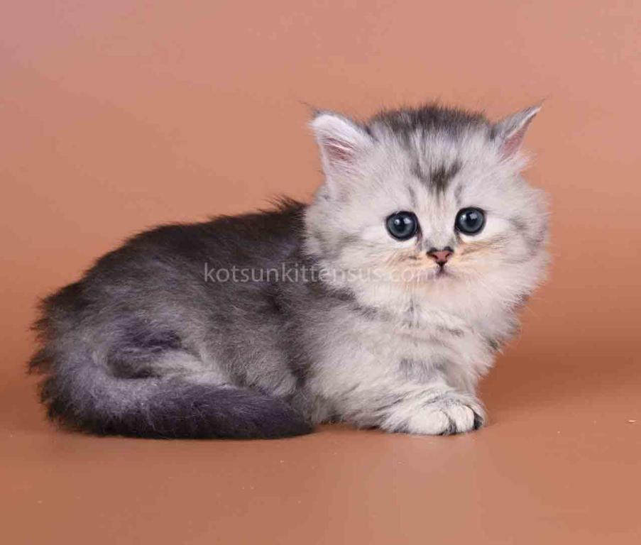 Ira Munchkin Baby Girl Silver Ticked Short Legs photo 3