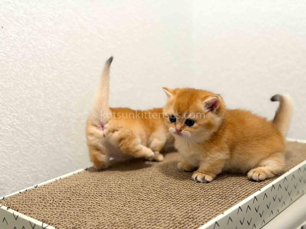 HTX Cookie Chunky Munchkin Golden Shaded Short Leg photo 6