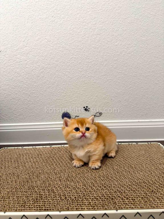 HTX Cookie Chunky Munchkin Golden Shaded Short Leg photo 26