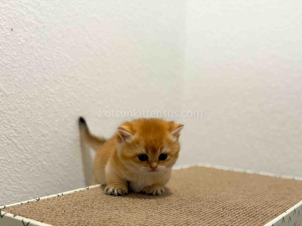 HTX Cookie Chunky Munchkin Golden Shaded Short Leg photo 12