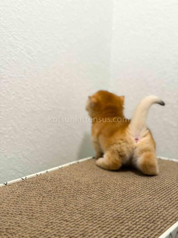 HTX Cookie Chunky Munchkin Golden Shaded Short Leg photo 20