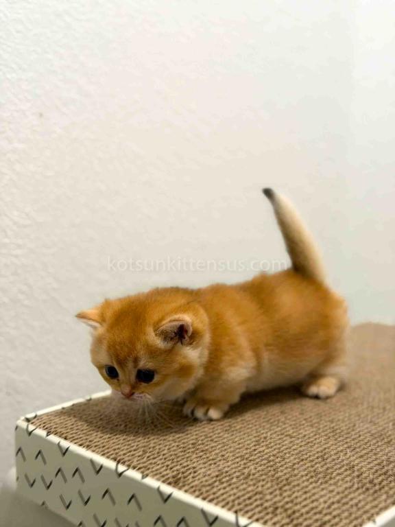 HTX Cookie Chunky Munchkin Golden Shaded Short Leg photo 16