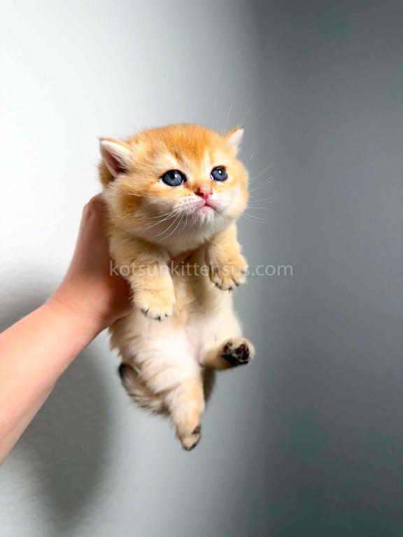 HTX Cookie Chunky Munchkin Golden Shaded Short Leg photo 10