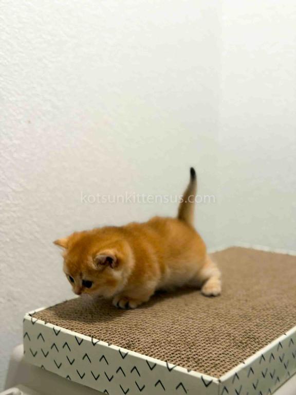 HTX Cookie Chunky Munchkin Golden Shaded Short Leg photo 15