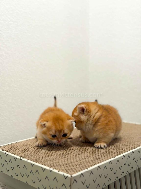 HTX Cookie Chunky Munchkin Golden Shaded Short Leg photo 24