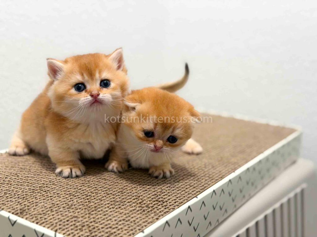 HTX Cookie Chunky Munchkin Golden Shaded Short Leg photo 4