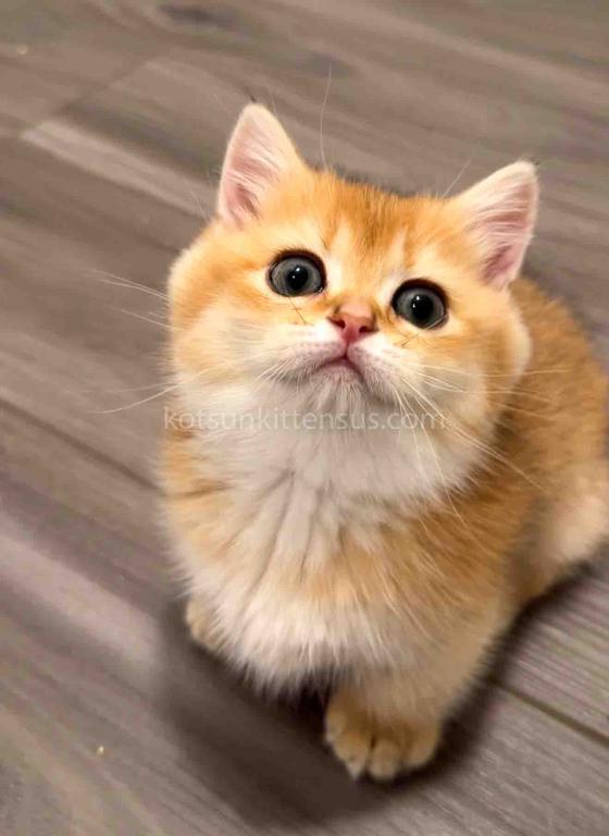 HTX Cookie Chunky Munchkin Golden Shaded Short Leg photo 1