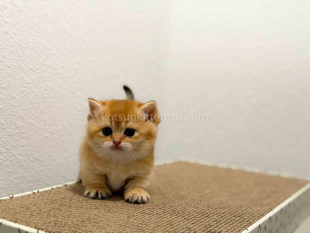 HTX Cookie Chunky Munchkin Golden Shaded Short Leg photo 13