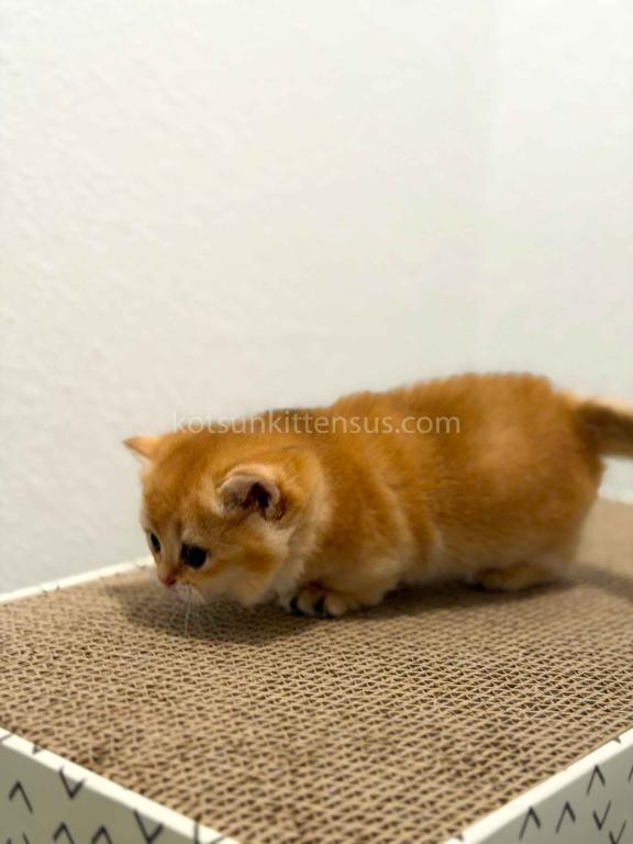 HTX Cookie Chunky Munchkin Golden Shaded Short Leg photo 19