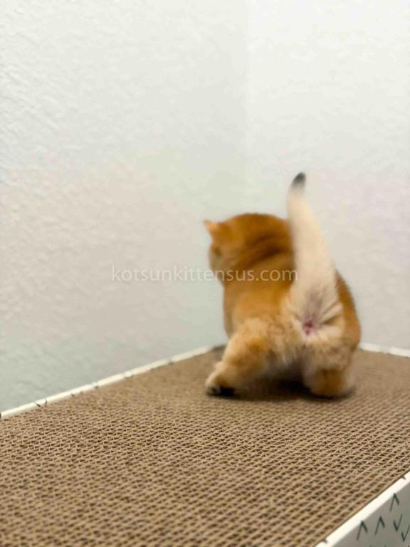 HTX Cookie Chunky Munchkin Golden Shaded Short Leg photo 21