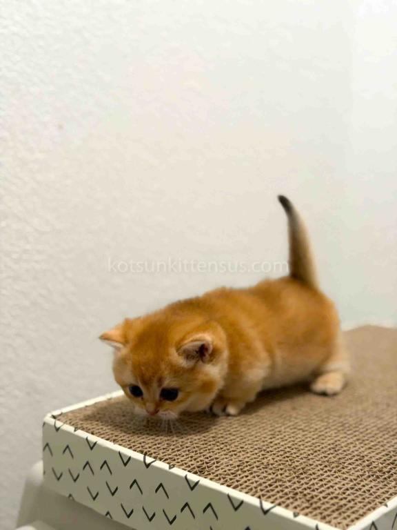 HTX Cookie Chunky Munchkin Golden Shaded Short Leg photo 17