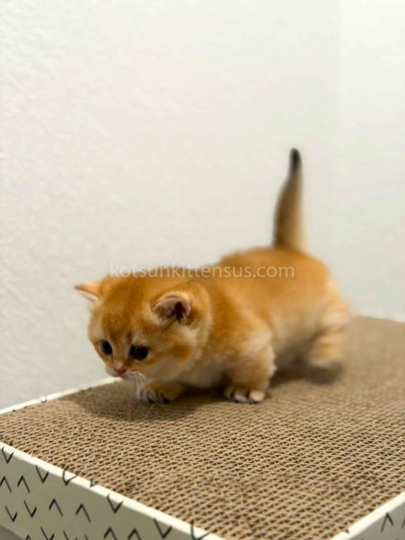HTX Cookie Chunky Munchkin Golden Shaded Short Leg photo 18