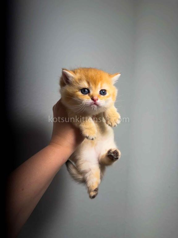 HTX Cookie Chunky Munchkin Golden Shaded Short Leg photo 9