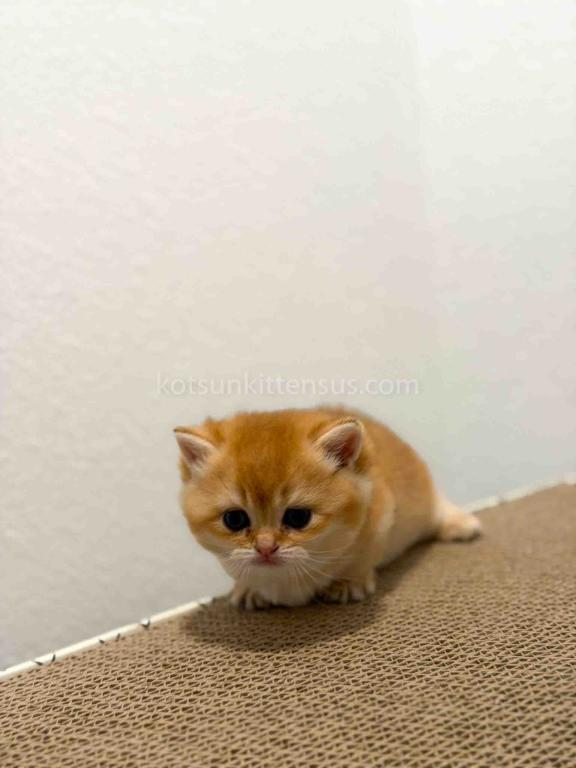 HTX Cookie Chunky Munchkin Golden Shaded Short Leg photo 28