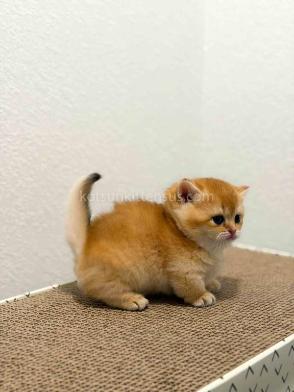 HTX Cookie Chunky Munchkin Golden Shaded Short Leg photo 22