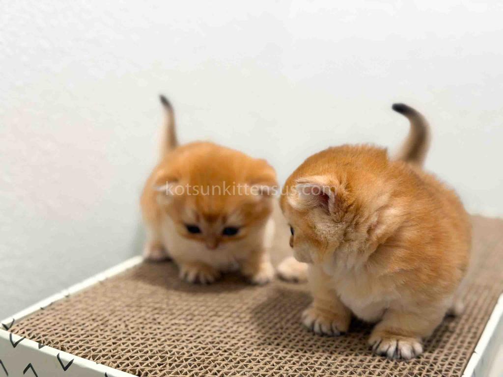 HTX Cookie Chunky Munchkin Golden Shaded Short Leg photo 5
