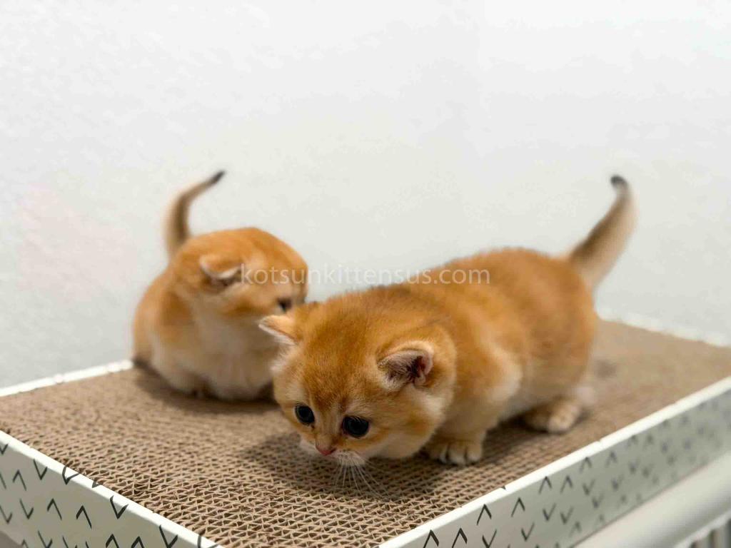 HTX Cookie Chunky Munchkin Golden Shaded Short Leg photo 8