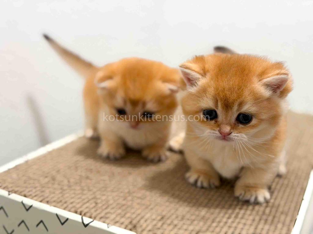 HTX Cookie Chunky Munchkin Golden Shaded Short Leg photo 7