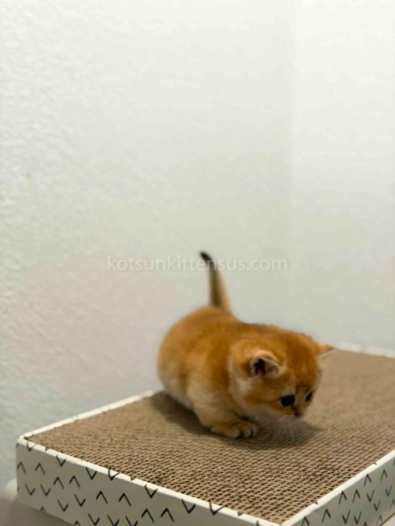 HTX Cookie Chunky Munchkin Golden Shaded Short Leg photo 14