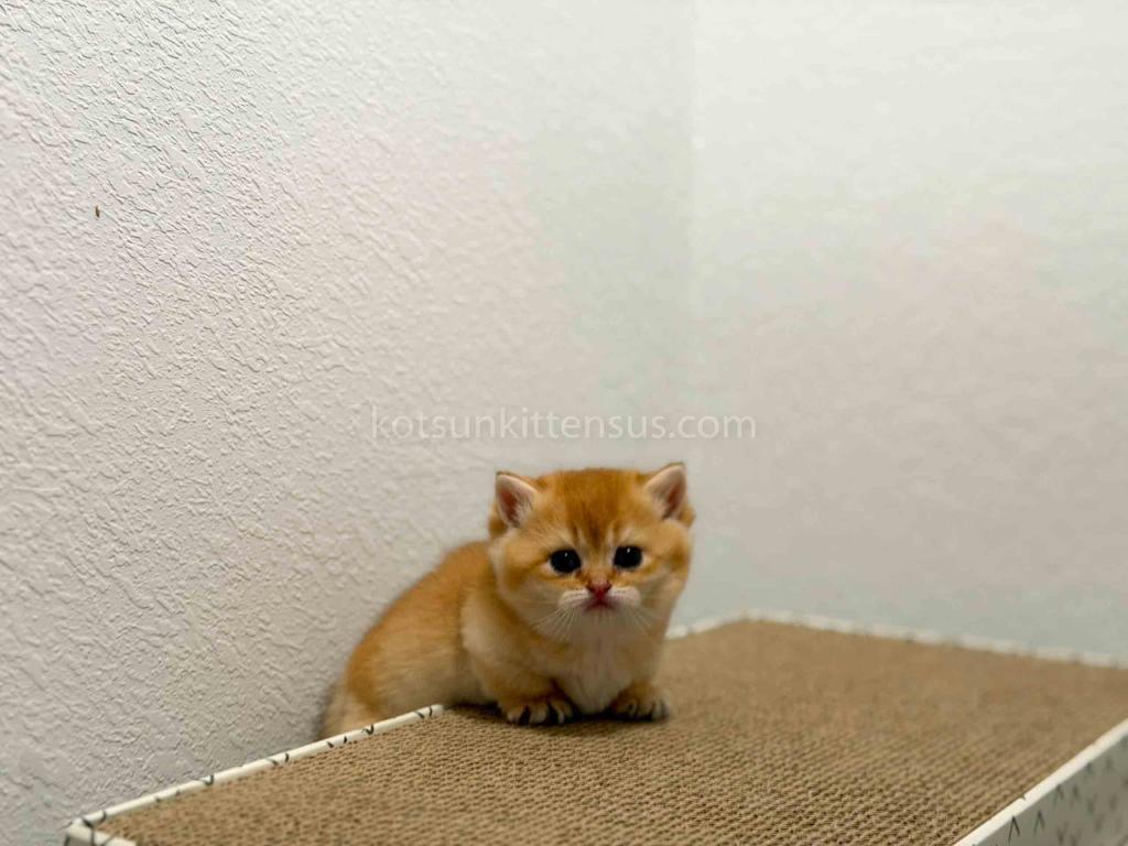 HTX Cookie Chunky Munchkin Golden Shaded Short Leg photo 11