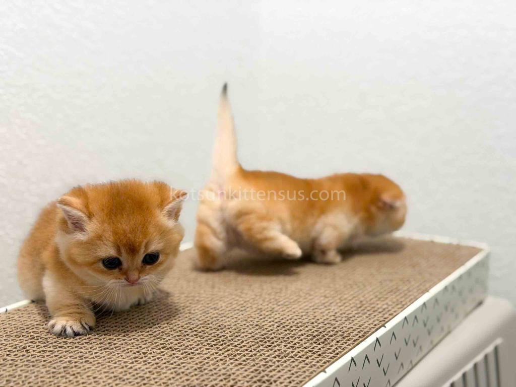 HTX Cookie Chunky Munchkin Golden Shaded Short Leg photo 3