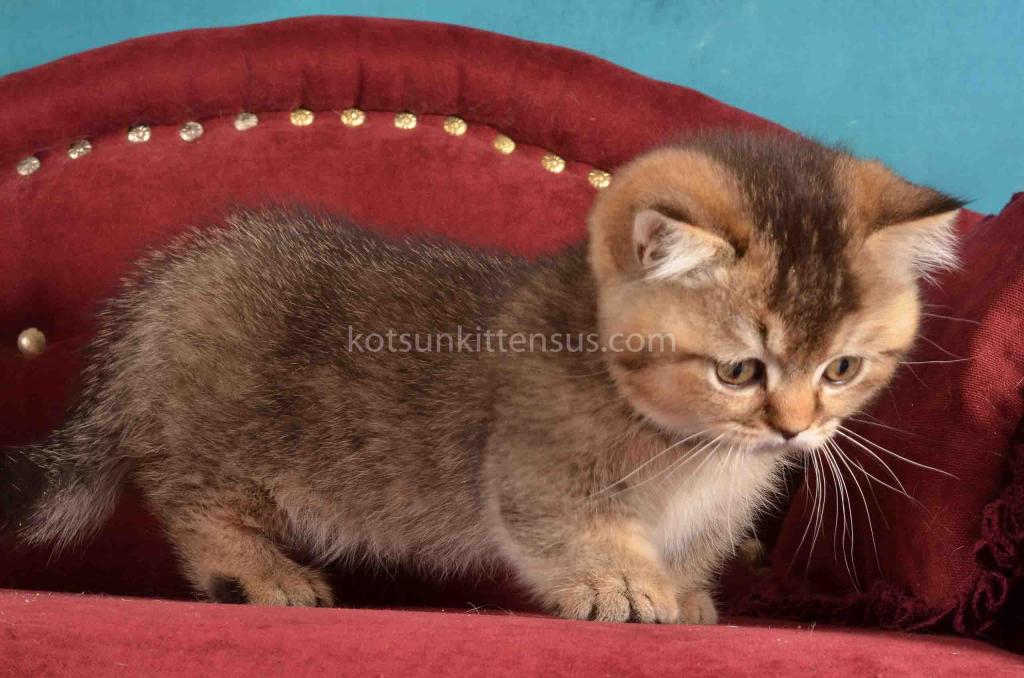 Hugo Munchkin Black Ticked Baby Boy Short Legs photo 3