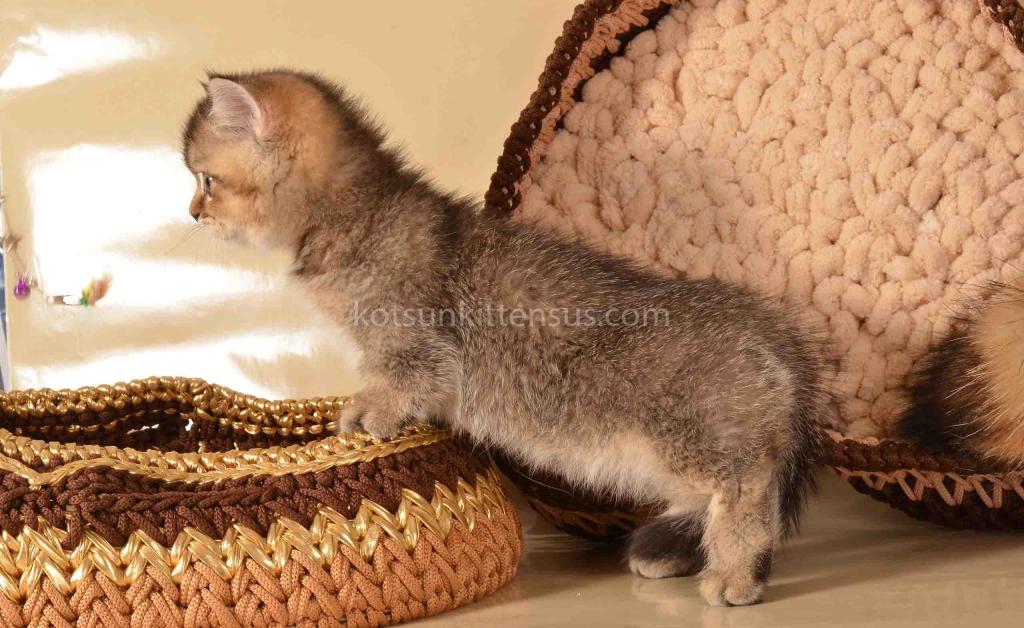 Hugo Munchkin Black Ticked Baby Boy Short Legs photo 5