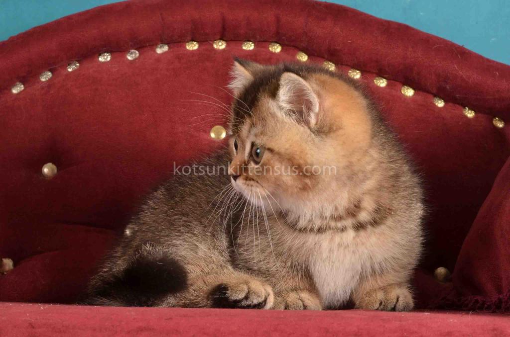 Hugo Munchkin Black Ticked Baby Boy Short Legs photo 15