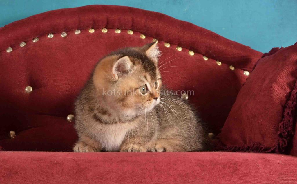 Hugo Munchkin Black Ticked Baby Boy Short Legs photo 14