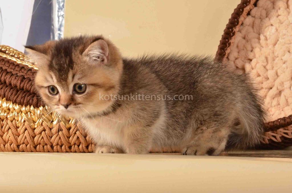 Hugo Munchkin Black Ticked Baby Boy Short Legs photo 7