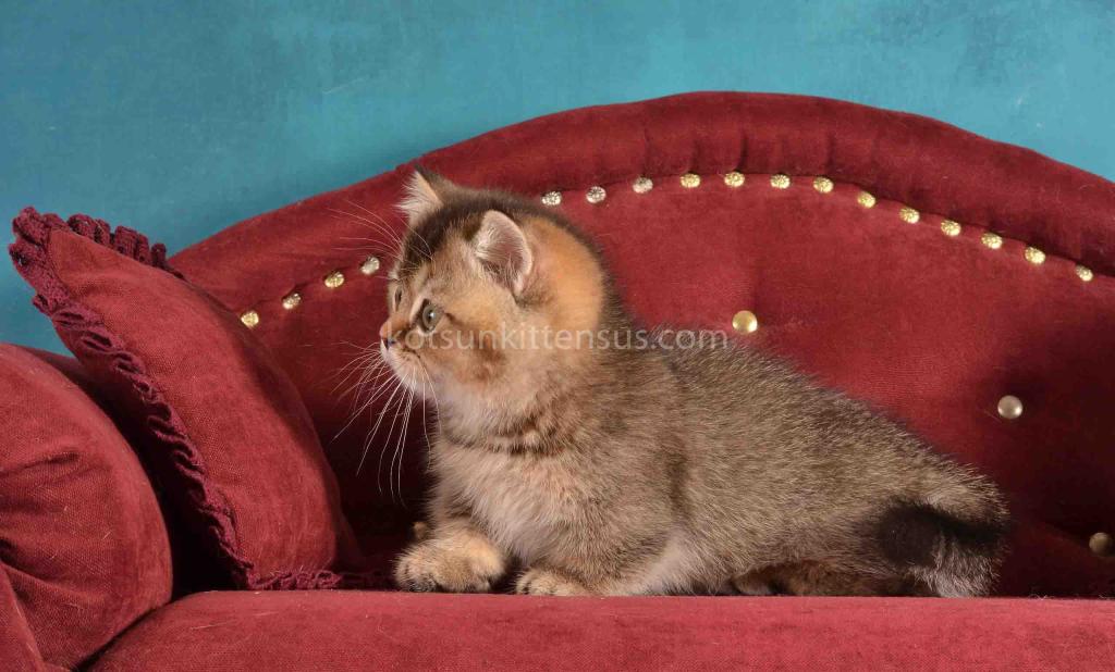 Hugo Munchkin Black Ticked Baby Boy Short Legs photo 13