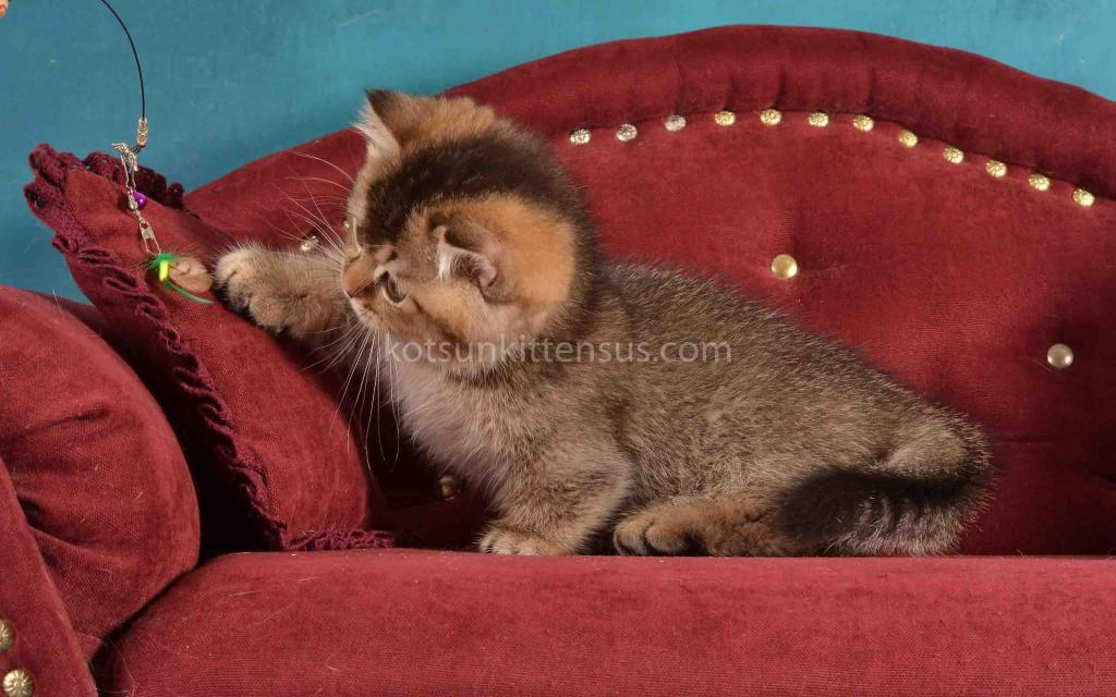 Hugo Munchkin Black Ticked Baby Boy Short Legs photo 12