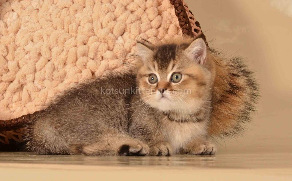 Hugo Munchkin Black Ticked Baby Boy Short Legs photo 6