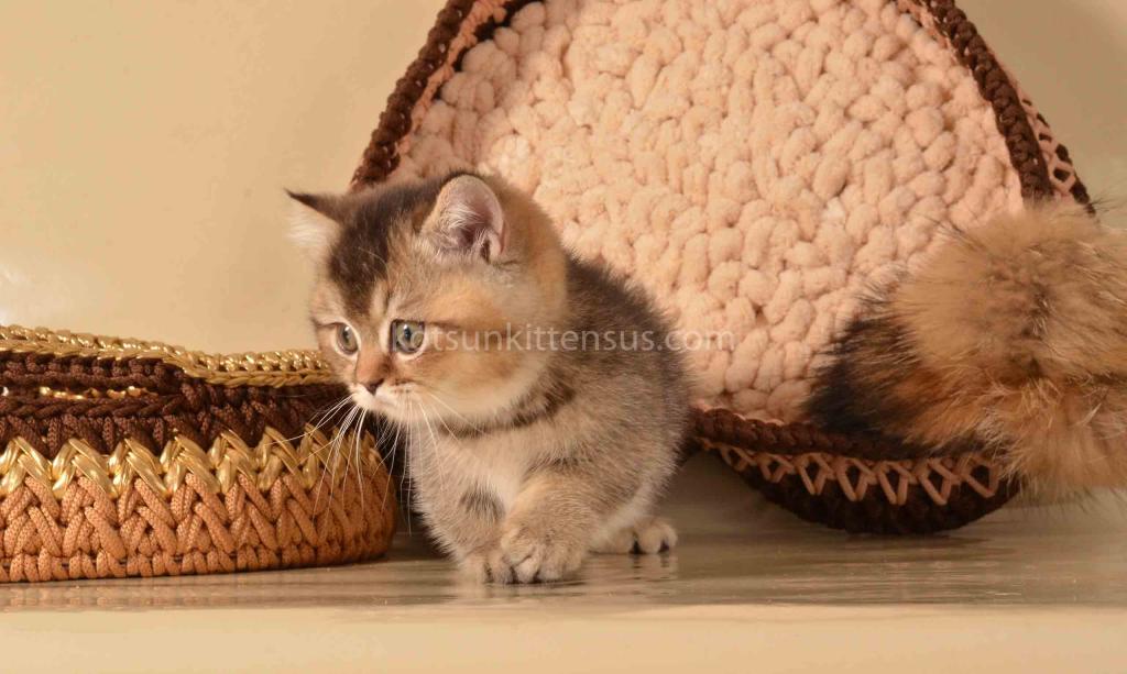 Hugo Munchkin Black Ticked Baby Boy Short Legs photo 8