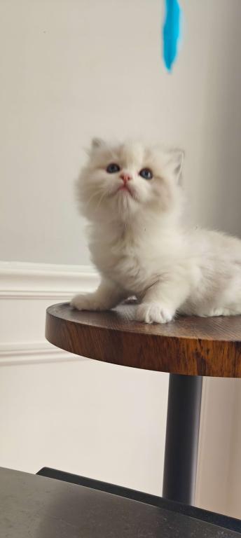 Ragdoll Bicolor Female1 photo 6