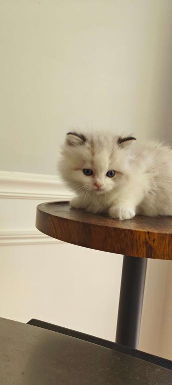 Ragdoll Bicolor Female1 photo 5