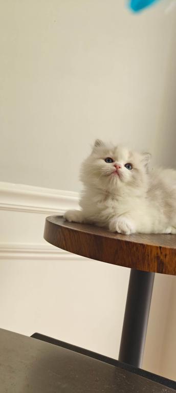Ragdoll Bicolor Female1 photo 1