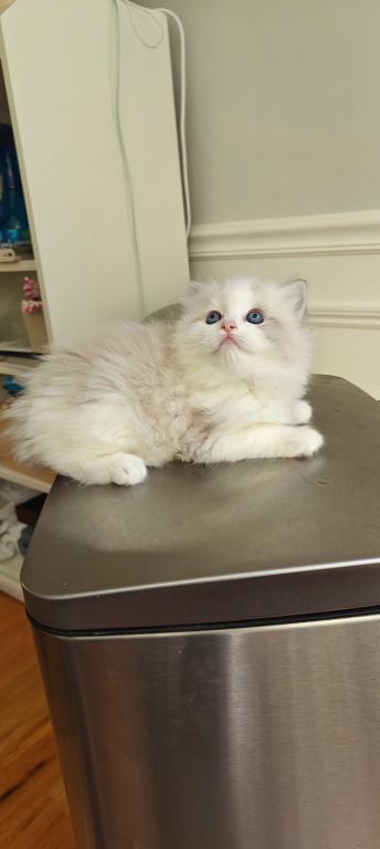 Ragdoll Bicolor Female1 photo 4